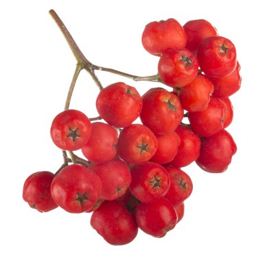 olgun ashberry yakın 