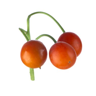 convallaria majalis yakın 