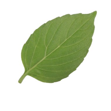 beyaz arka plan üzerinde izole aromatik fesleğen yaprağı, yakın çekim 