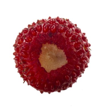 yabani çilek yakın çekim 