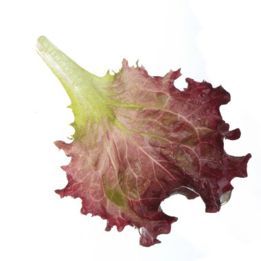 arkaplanda yeşil yapraklar, kapat