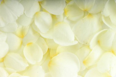 beyaz gül yaprakları arka plan, yakın çekim