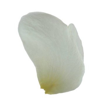 beyaz arka plan üzerinde izole beyaz gül yaprağı, yakın çekim