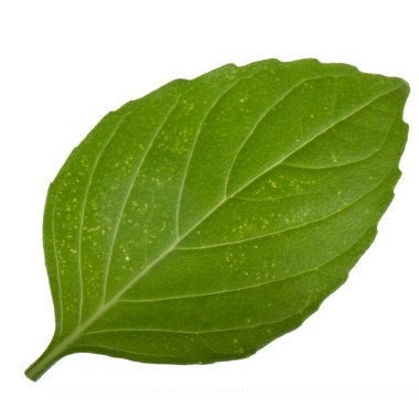 beyaz arka plan üzerinde izole aromatik fesleğen yaprağı, yakın çekim 