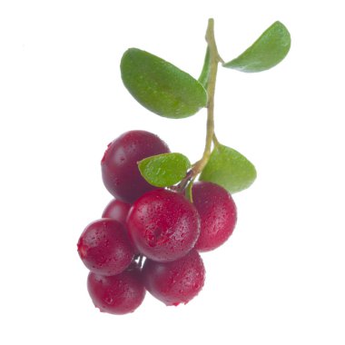 beyaz arka plan üzerinde izole olgun cowberries, yakın çekim  