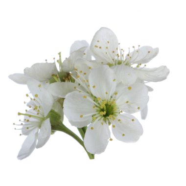 arka planda taze kiraz, yakın