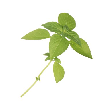 aromatik fesleğen beyaz arka plan üzerinde izole yaprakları, yakın çekim  