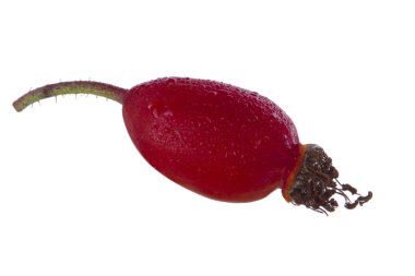 beyaz arka plan üzerinde izole köpek böğürtlen, yakın çekim