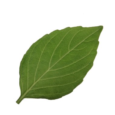 beyaz arka plan üzerinde izole aromatik fesleğen yaprağı, yakın çekim 