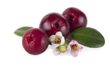 olgun bearberry yakın 