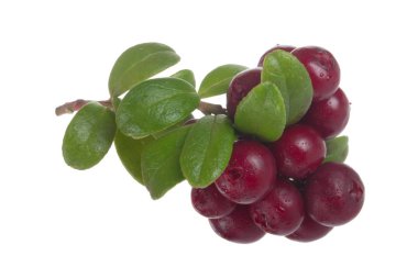 beyaz arka plan üzerinde izole olgun cowberries, yakın çekim  