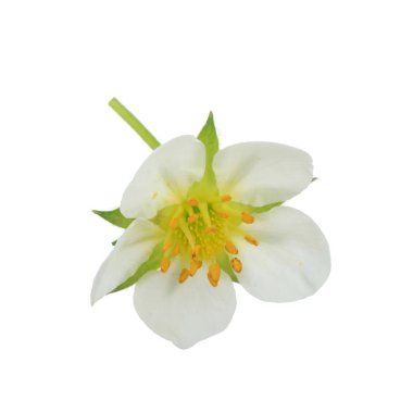 yabani çilek yakın çekim 