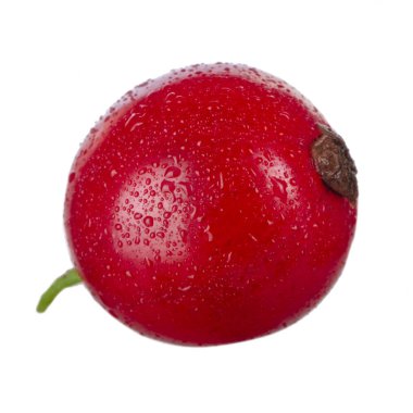 kuş üzümü berry yakın