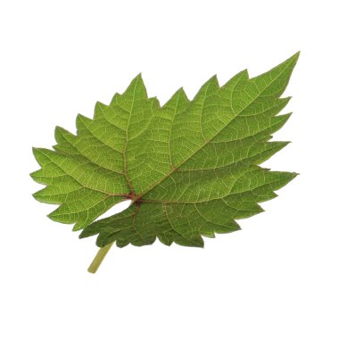 Arka planda yeşil yaprak, yakın