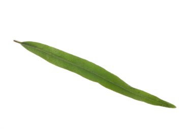 Arka planda yeşil yaprak, yakın