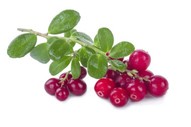 beyaz arka plan üzerinde izole olgun cowberries, yakın çekim  