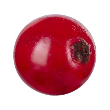 kuş üzümü berry yakın