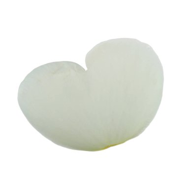 beyaz arka plan üzerinde izole beyaz gül yaprağı, yakın çekim