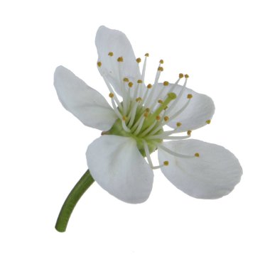 beyaz kiraz çiçeği beyaz arka plan üzerinde izole 