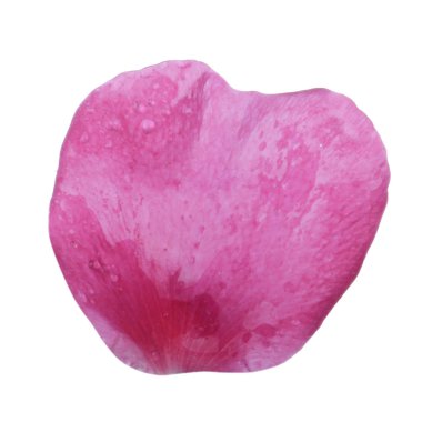  arka planda taze gül, yakın