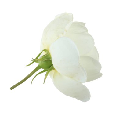 beyaz arka plan üzerinde izole güzel aromatik gül, yakın çekim 