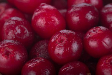 olgun bearberry yakın 