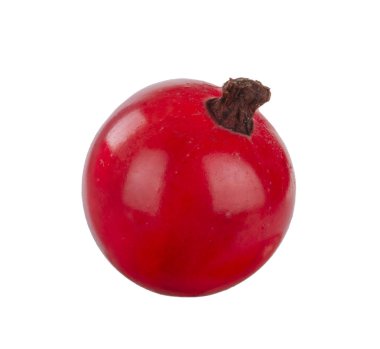 kuş üzümü berry yakın