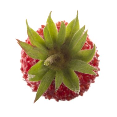 yabani çilek yakın çekim 