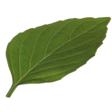 beyaz arka plan üzerinde izole aromatik fesleğen yaprağı, yakın çekim 