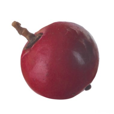 arka planda aromatik bitki, yakın