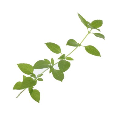 aromatik fesleğen beyaz arka plan üzerinde izole yaprakları, yakın çekim  