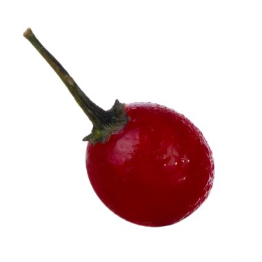 olgun dulcamara yakın