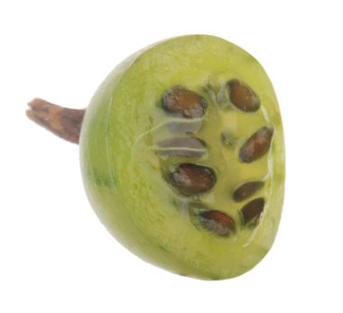 Olgun bektaşi üzümü yakın çekim