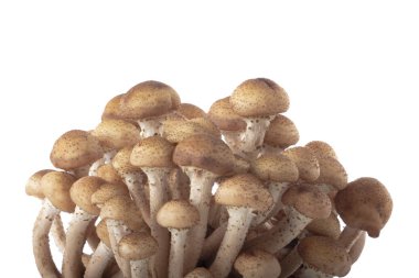 beyaz arka plan üzerinde izole mantar kümesi