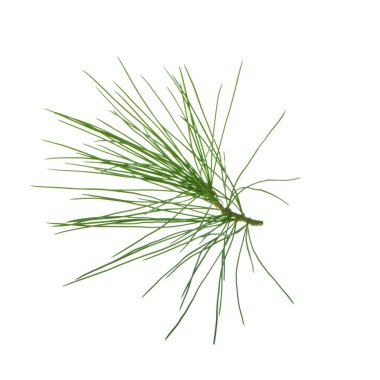 beyaz arka plan üzerinde izole sedir dalı, yakın çekim 