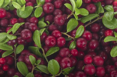 olgun bearberry yakın 