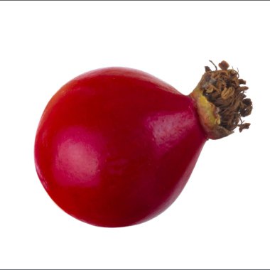 beyaz arka plan üzerinde izole köpek böğürtlen, yakın çekim