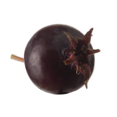 olgun sarvisberry yakın