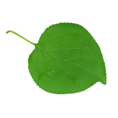 beyaz arka plan üzerinde izole yeşil kayısı yaprağı, yakın çekim   