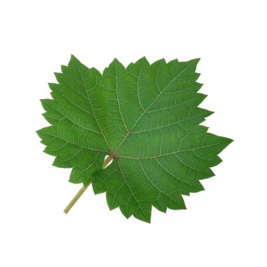 Arka planda yeşil yaprak, yakın