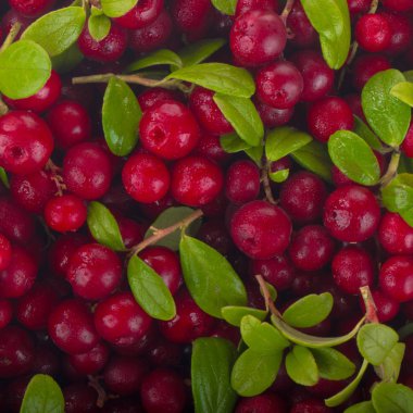 olgun bearberry yakın 