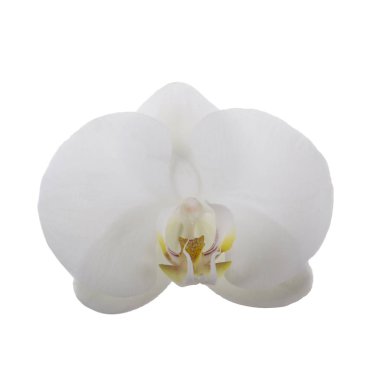 güzel beyaz orkide çiçek, yakın görünümü  