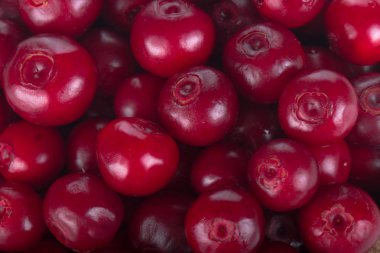 olgun bearberry yakın 