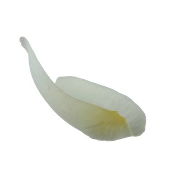 beyaz arka plan üzerinde izole beyaz gül yaprağı, yakın çekim