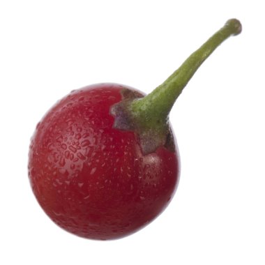 olgun dulcamara yakın