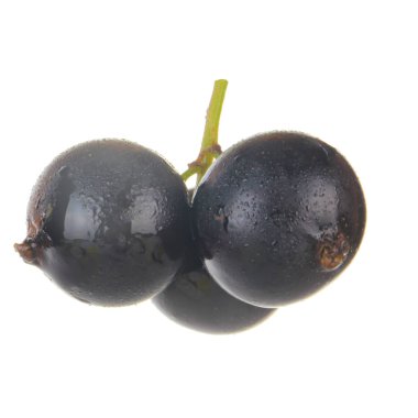 kuş üzümü berry yakın