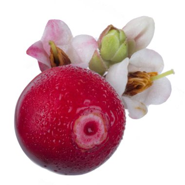 olgun bearberry yakın 