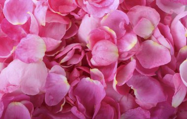  arka planda taze gül, yakın