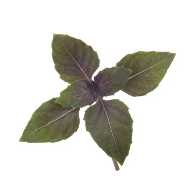 aromatik fesleğen beyaz arka plan üzerinde izole yaprakları, yakın çekim  