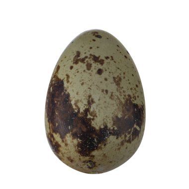 yumurta yakın çekim 